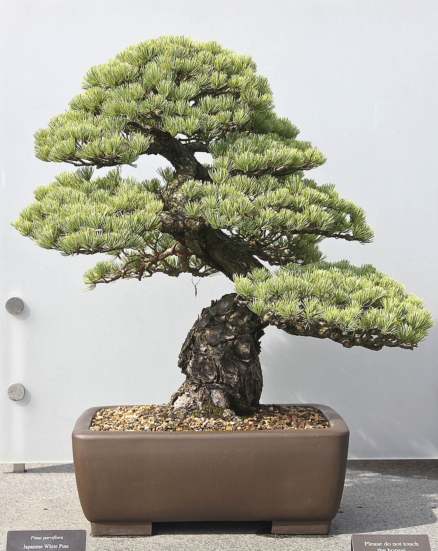 CHICAGO BOTANIC GARDEN BONSAI COLLECTION Valavanis Bonsai Blog