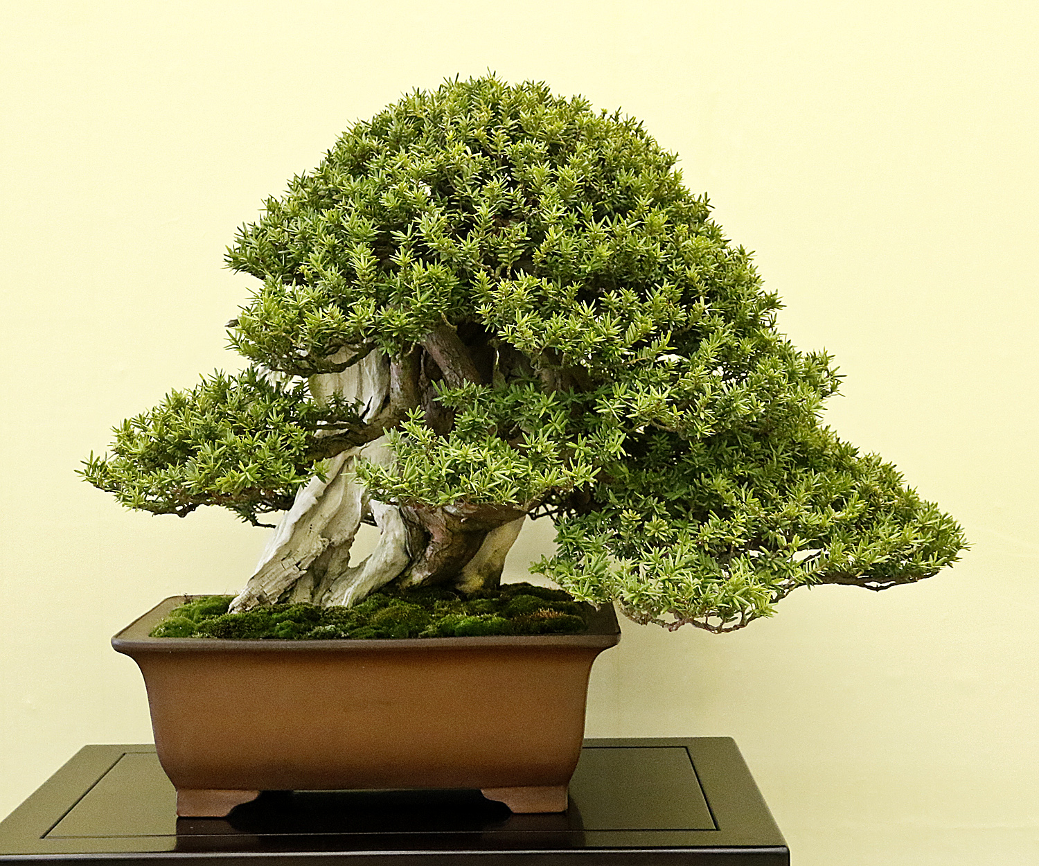 AUTUMN 2014 JAPAN BONSAI EXPLORATION Part 3 Valavanis Bonsai Blog