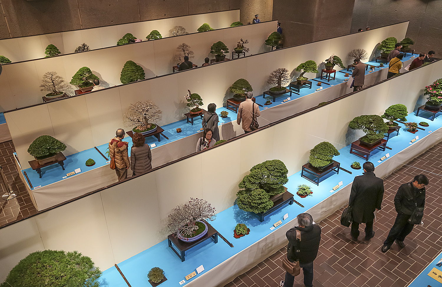 15 th Kokufu Bonsai Exhibition Part 1 Valavanis Bonsai Blog