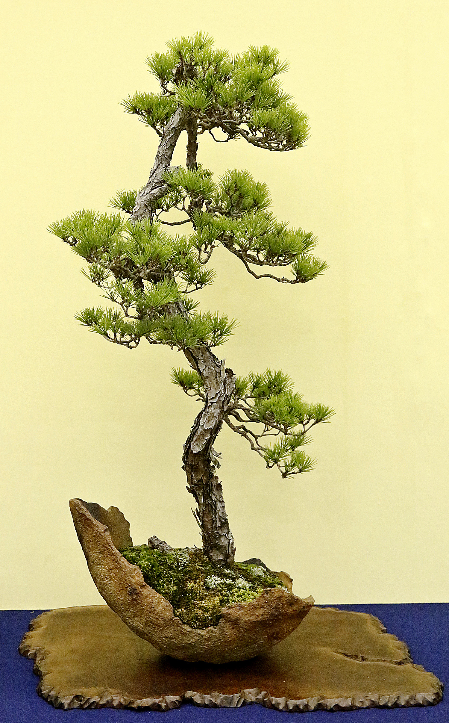 2015 Autumn Japan Bonsai Exploration Part 4 Valavanis Bonsai Blog