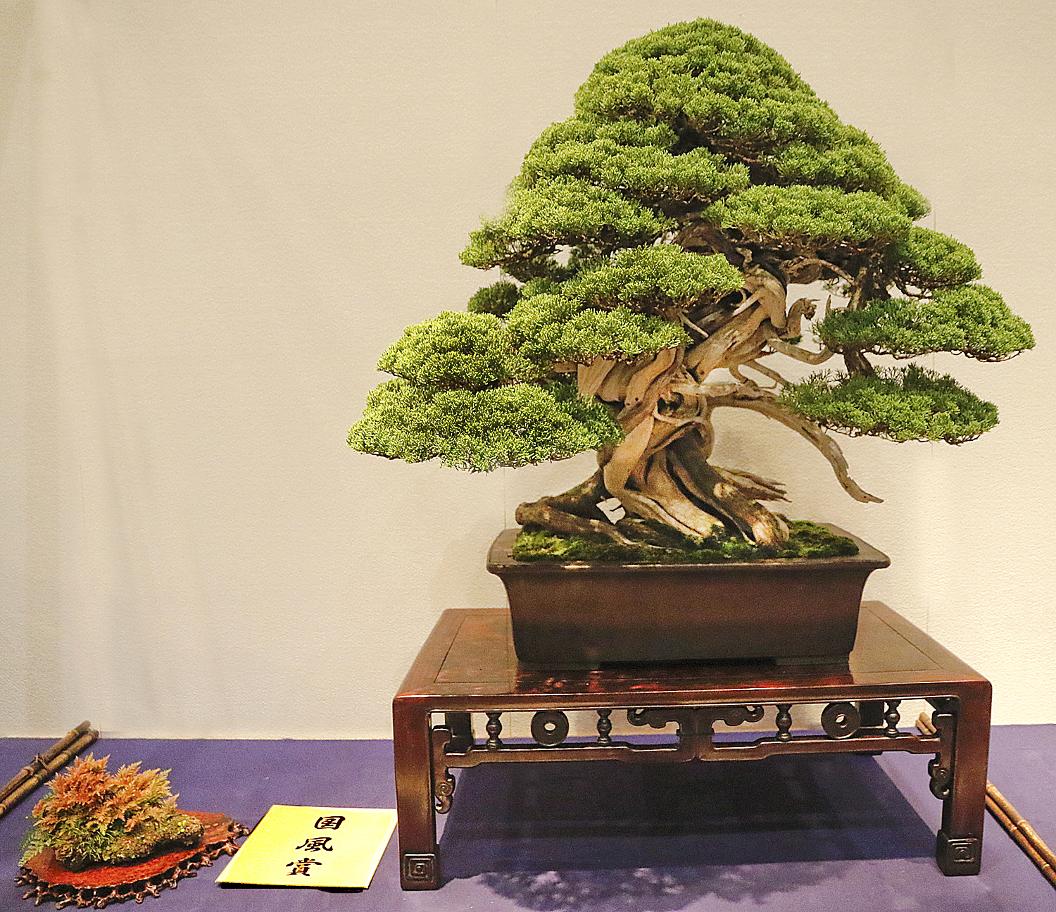 2016 90th Kokufu Bonsai Exhibition Report 2 Valavanis Bonsai Blog