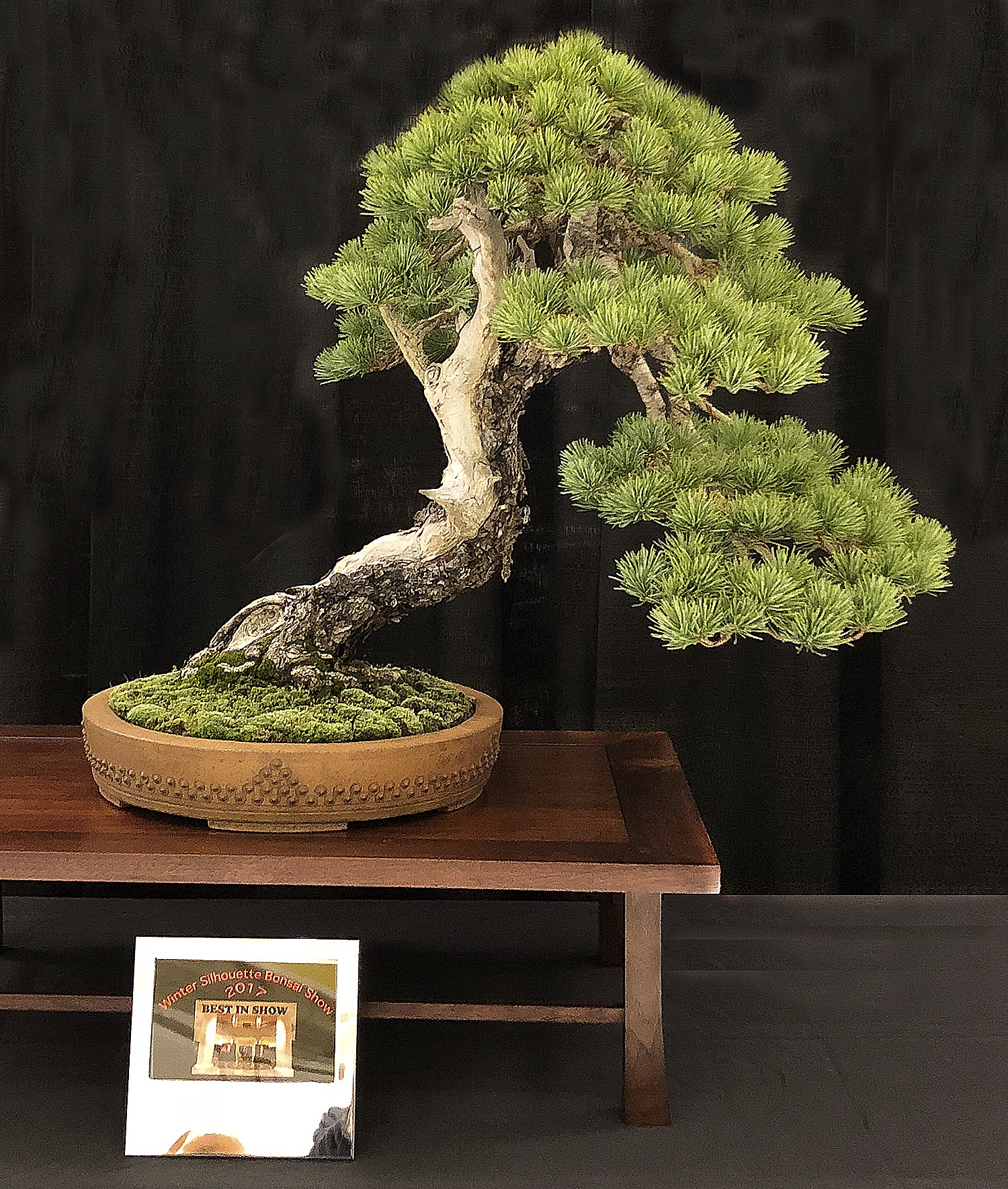 EVERGREEN Valavanis Bonsai Blog