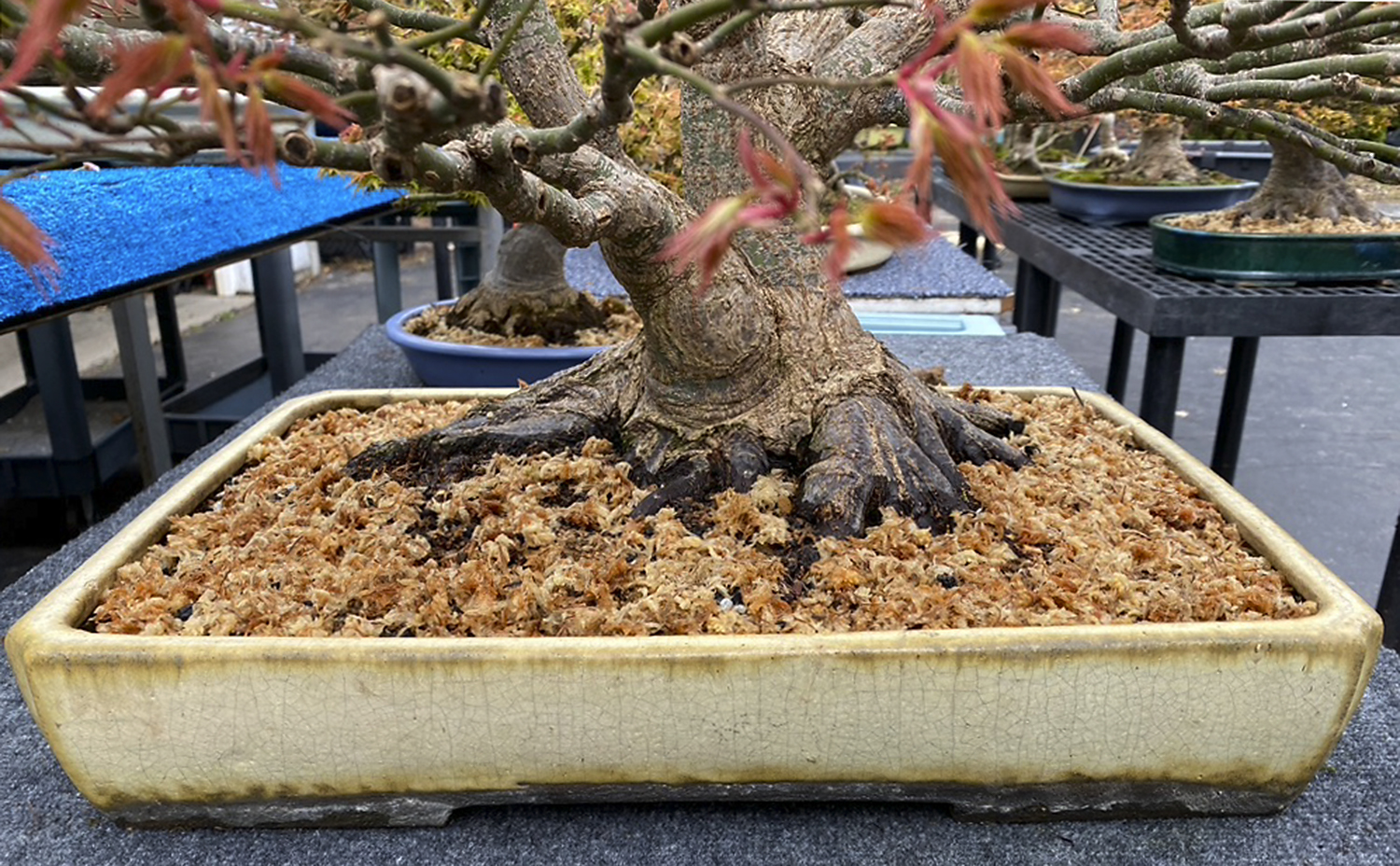 Chrysanthemums In Spring? Valavanis Bonsai Blog