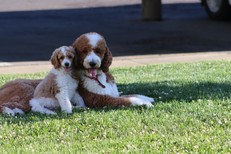 Valencia Poodles Poodle Puppy Breeder in Sacramento