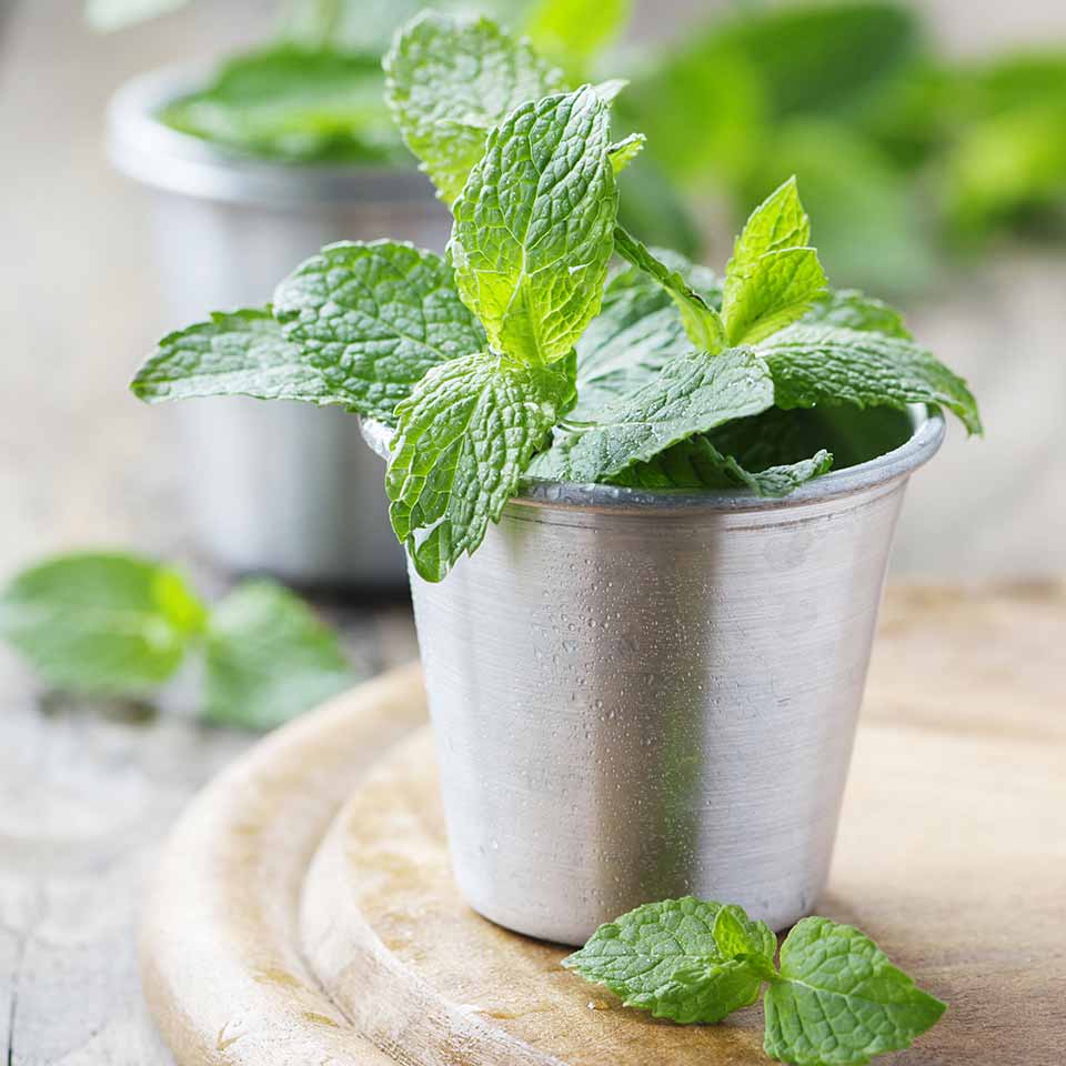 Verbena and Peppermint Hand Wash