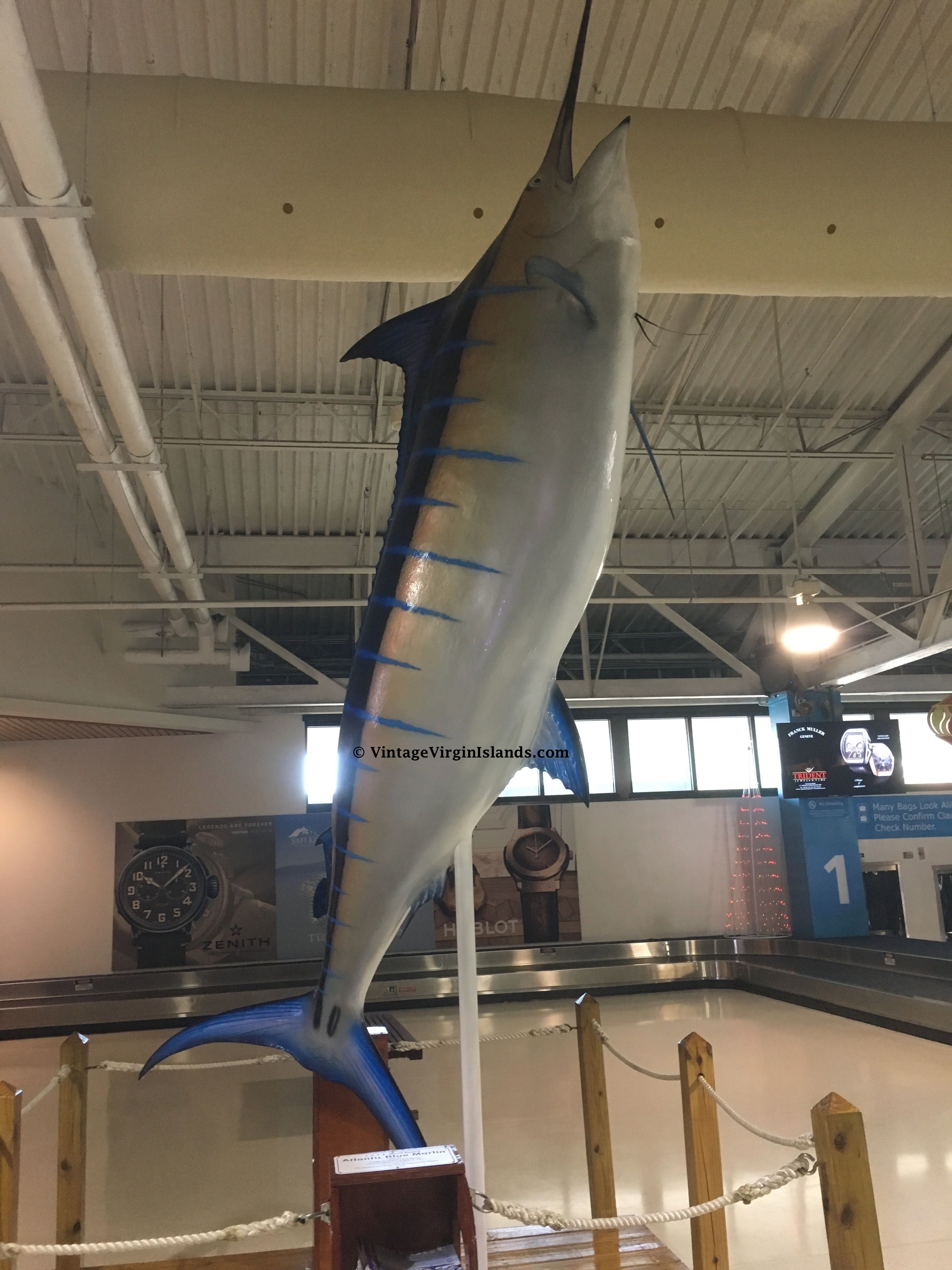 How A World Record Blue Marlin Was Caught 1977 🎥 Vintage Virgin Islands