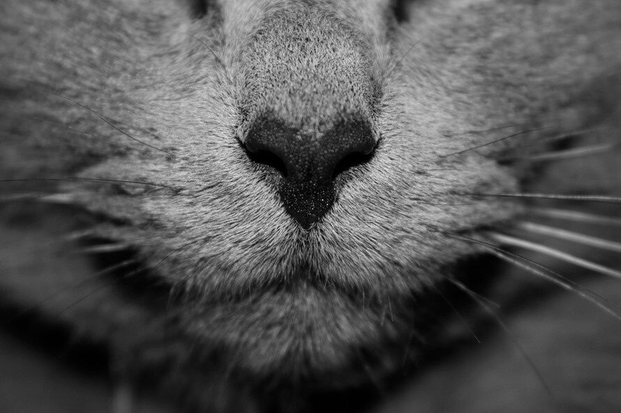 Cats as Coworkers Fun Infograph of 9 Famous Office Cats