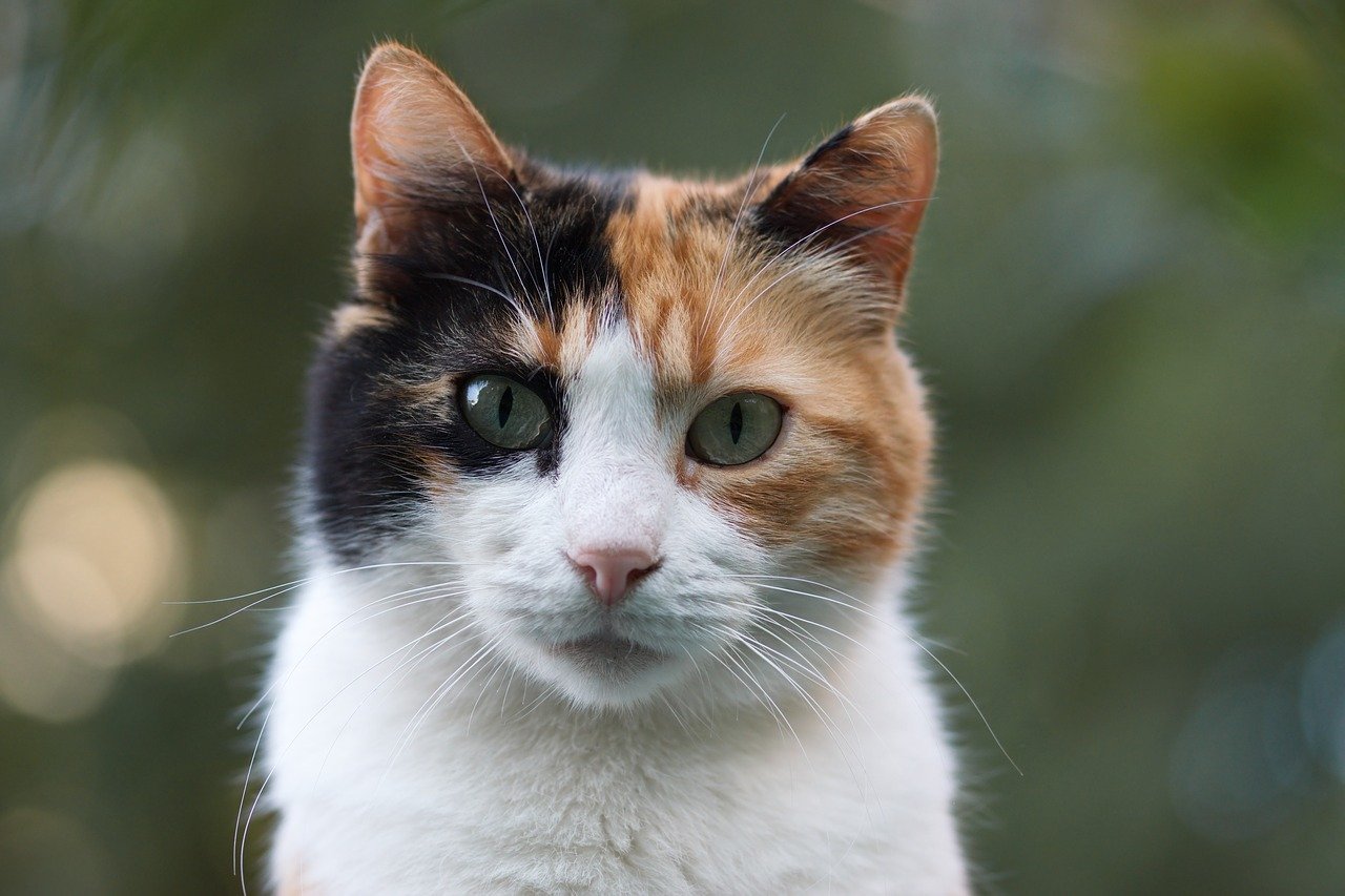 Lucy the calico manx cat Val Heart