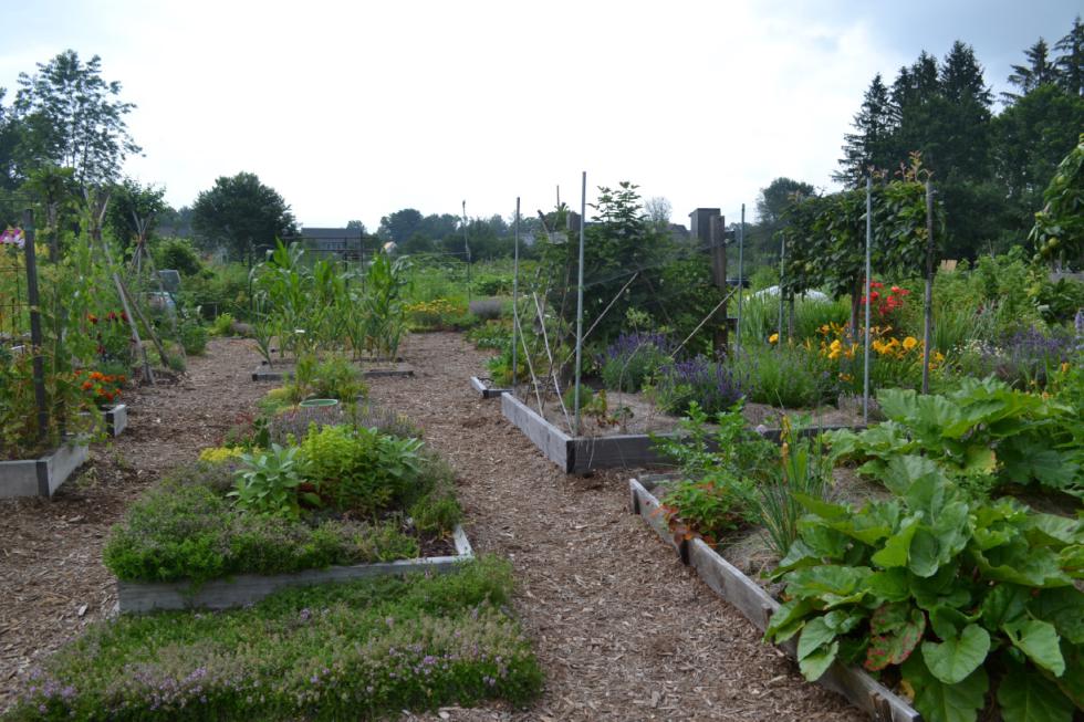 Pay It Forward With Produce Where to donate your extra garden greens