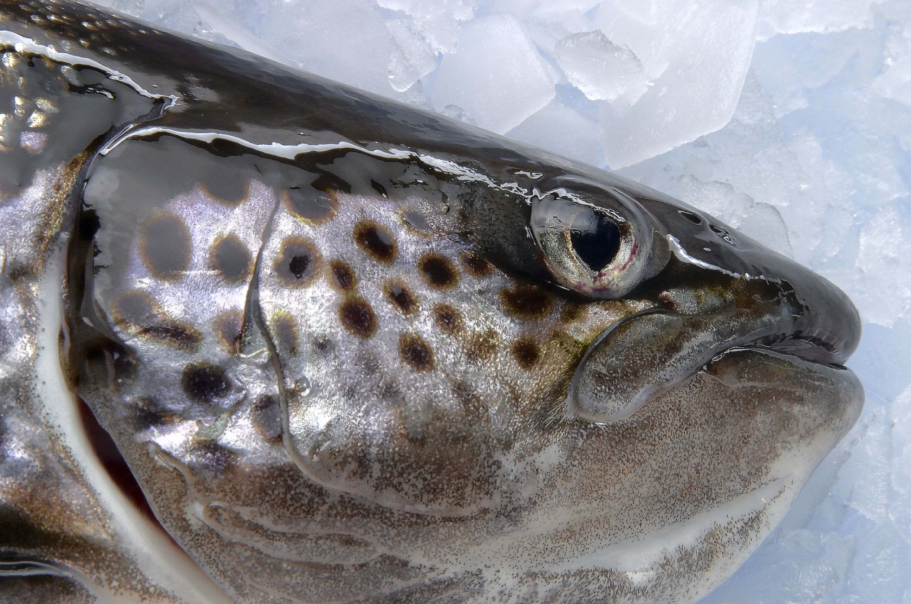 So Long, Salmon! Atlantic salmon are spawning in the CT River, but it's