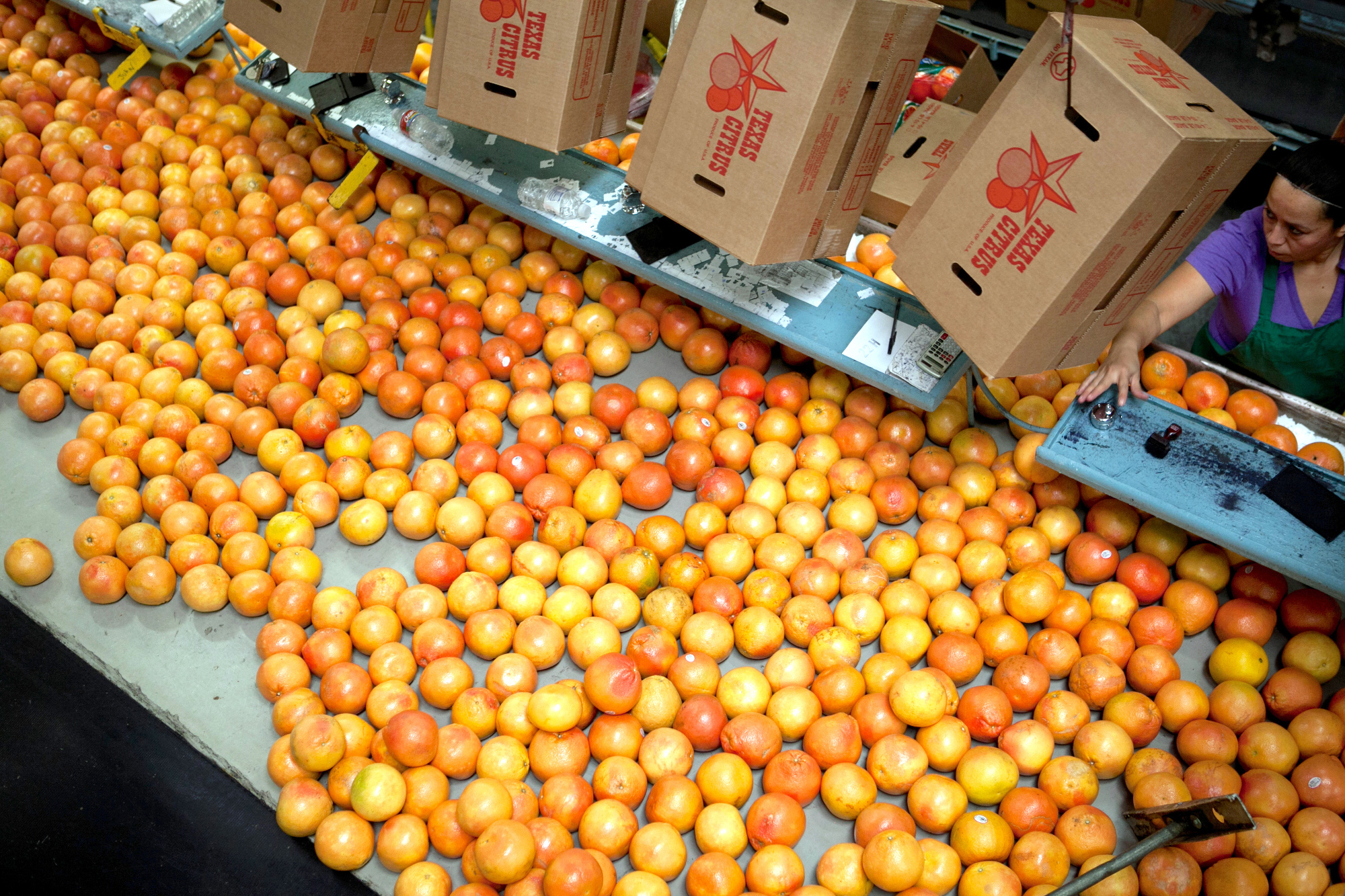 Bountiful Harvest Predicted for Citrus VBR