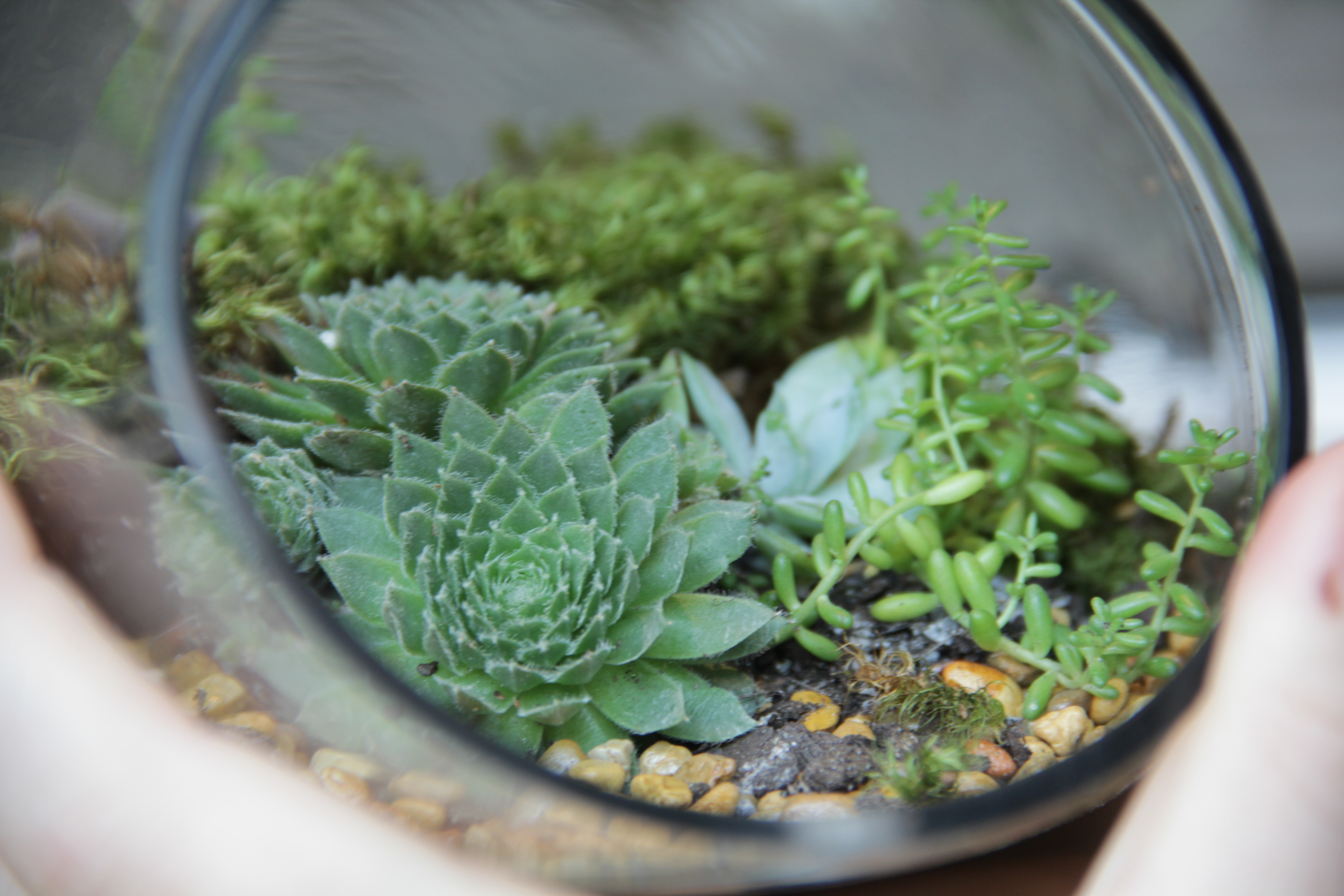 Plant Your Own Terrarium Valley Flowers