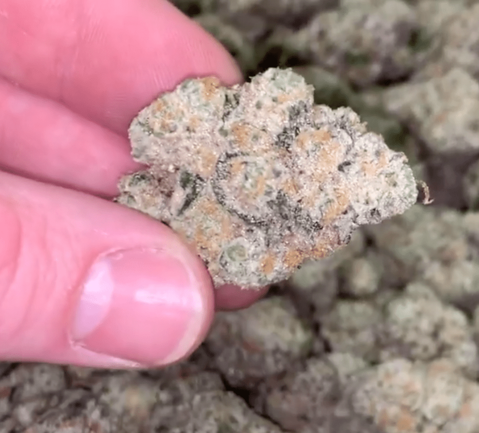 Pure Gas Strain Classic OG Flavors And Deep Body Relaxation