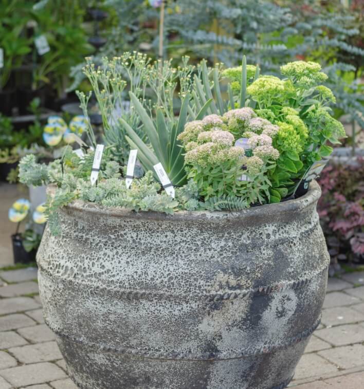 Quality Range of Plants Geelong Large Selection!