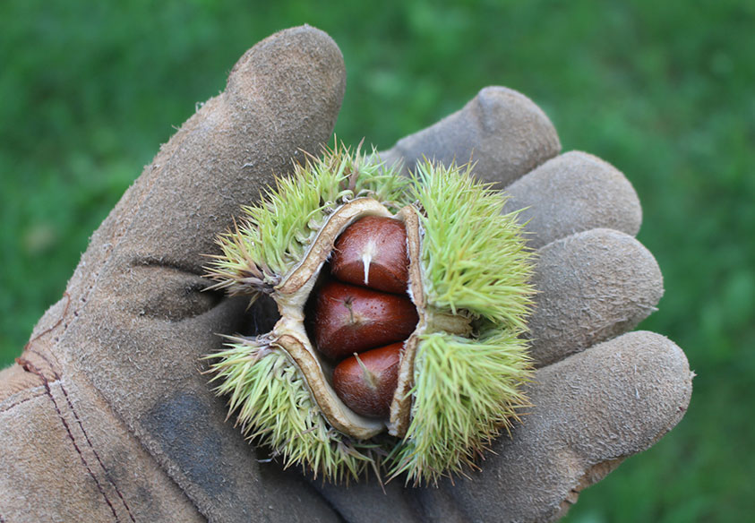 The American Chestnut Valley Table