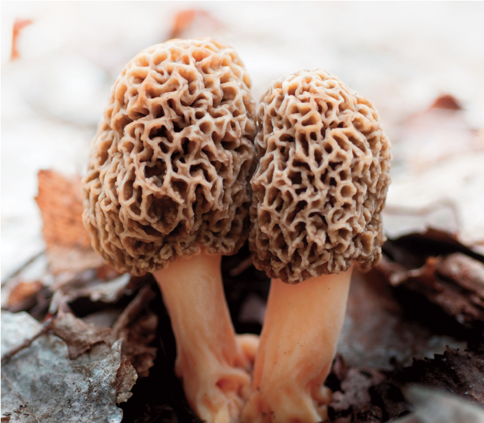 Hunting Morels in the Hudson Valley Valley Table