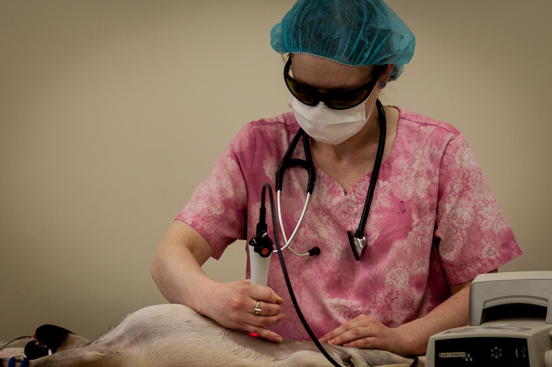 Companion Animals Valley Veterinary Associates