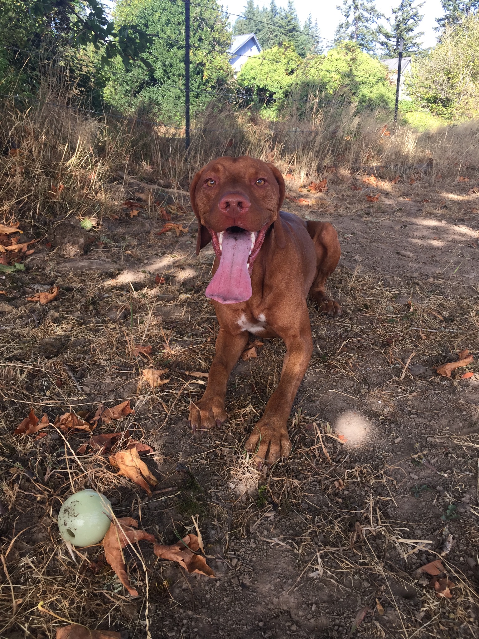 Pet Photo Gallery Rainier Veterinarian Valley Veterinary Clinic