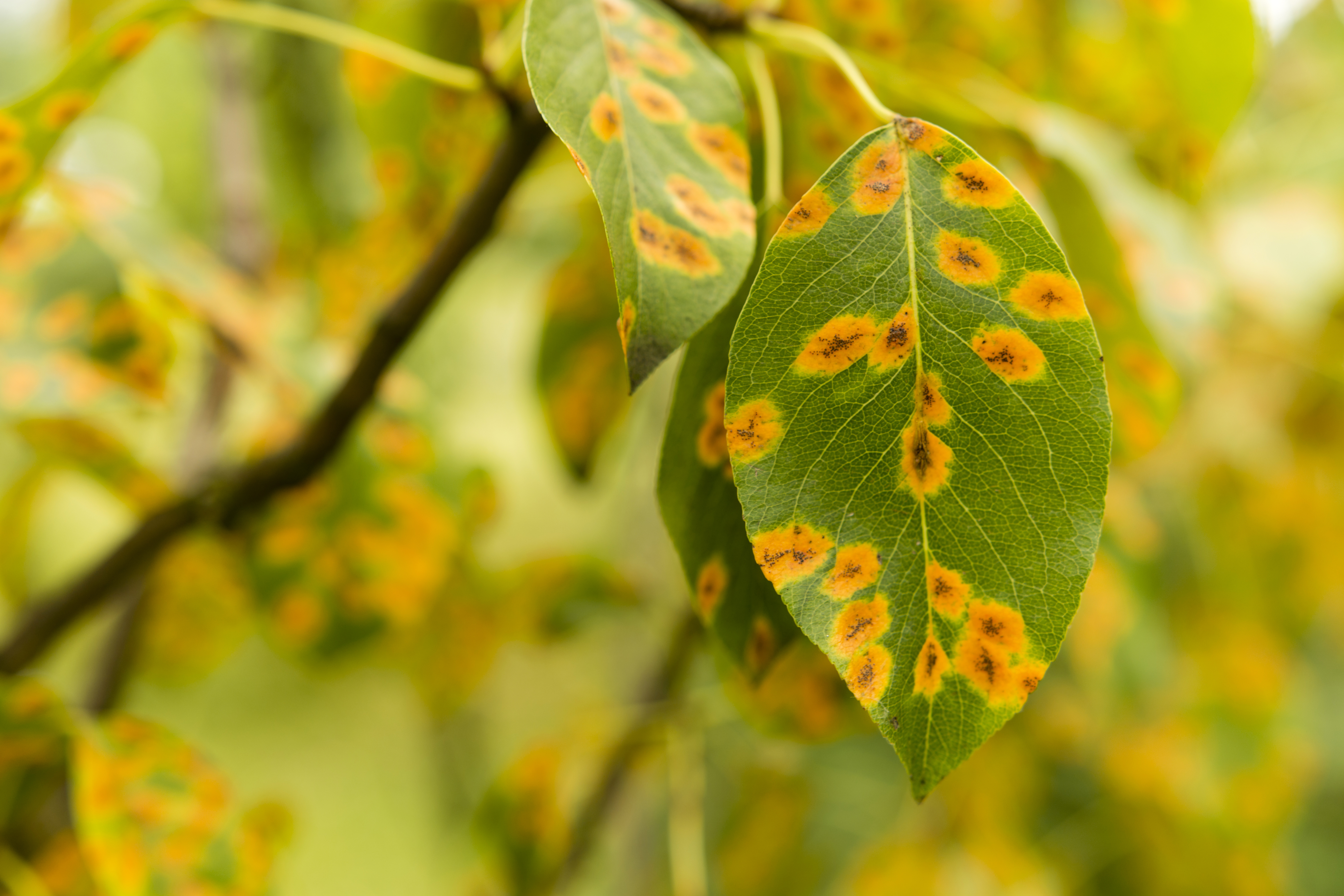 Sick Tree Diagnosis Valley Wide Tree Experts Arizona 1 Tree Expert