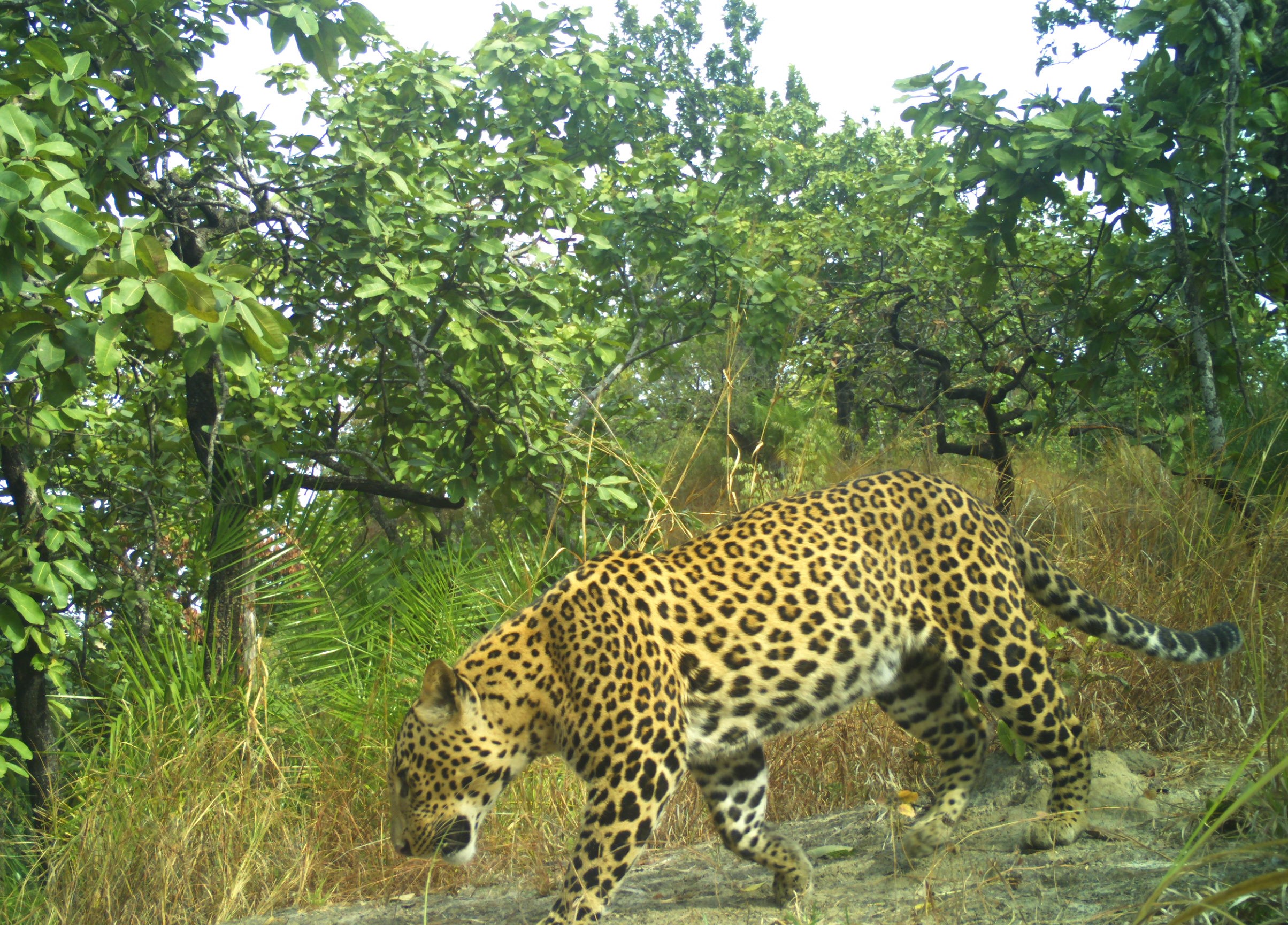 Valmiki Tiger Reserve