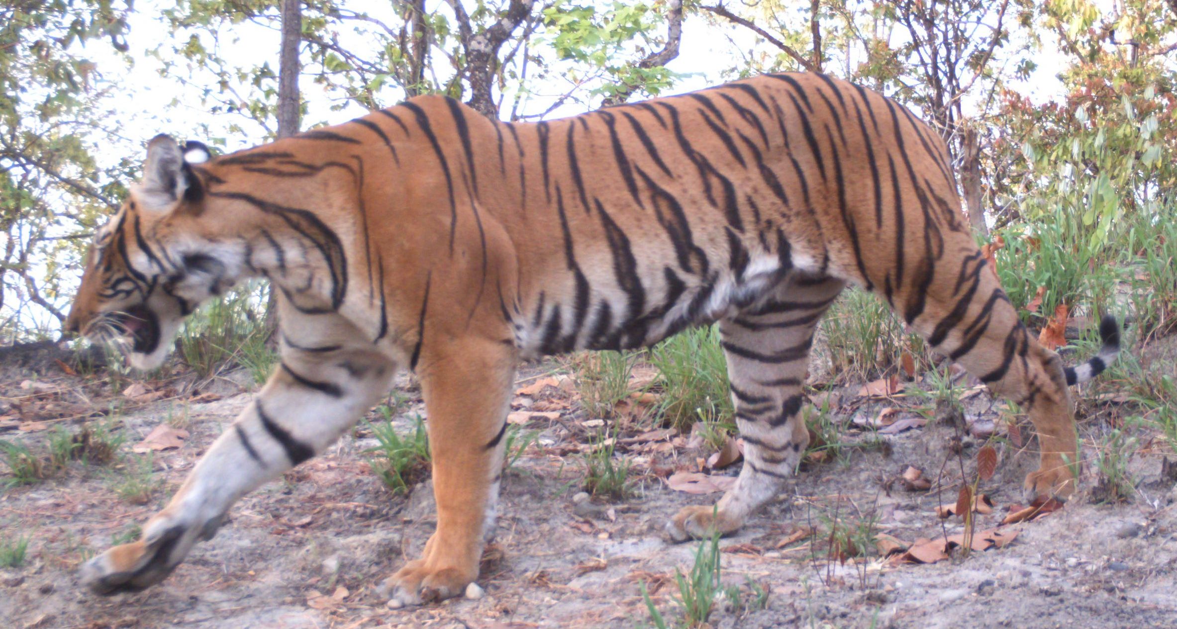 Valmiki Tiger Reserve