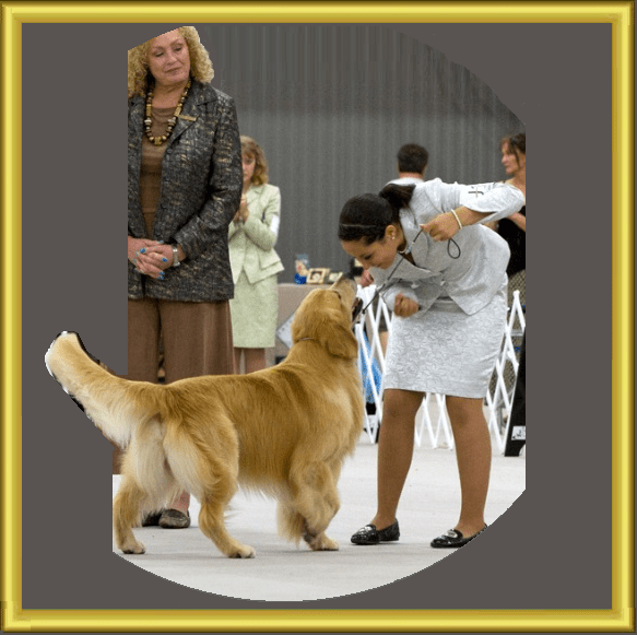Jackson Valor Goldens