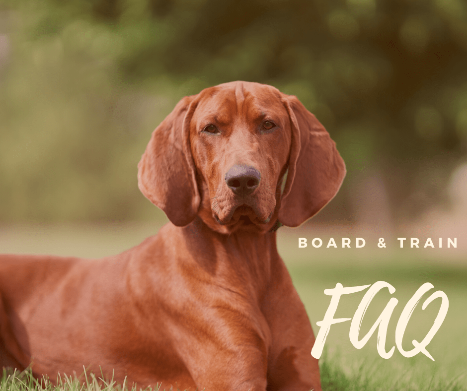 Board & Train FAQ Valor K9 Academy