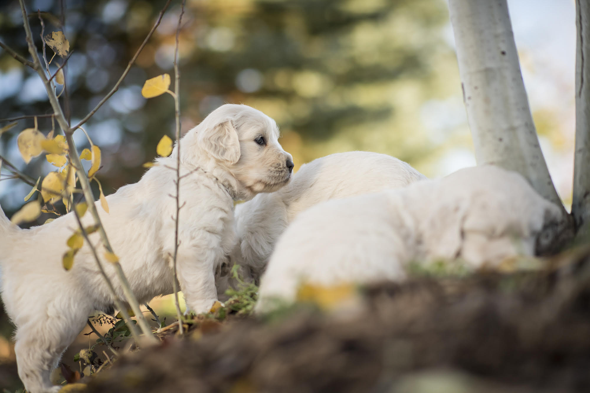 Looking to buy a puppy? Questions to ask breeders. Valor K9 Academy