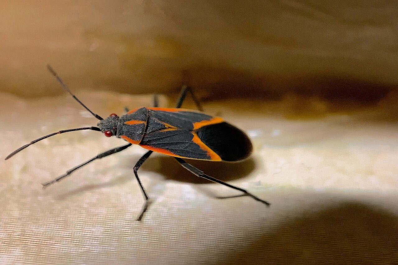 How to Get Rid of Boxelder Bugs Advice from the Experts at Valor Pest