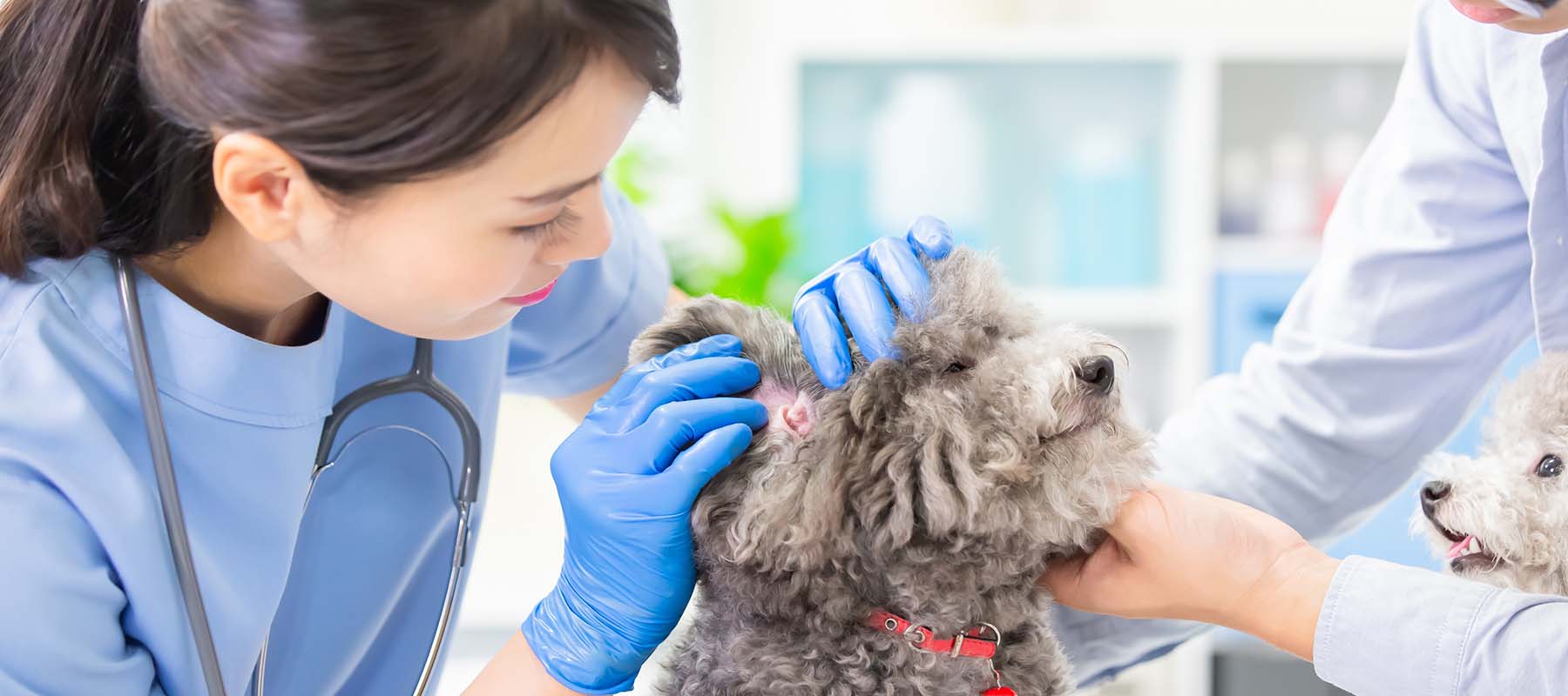 Registered Vet Clinics near you