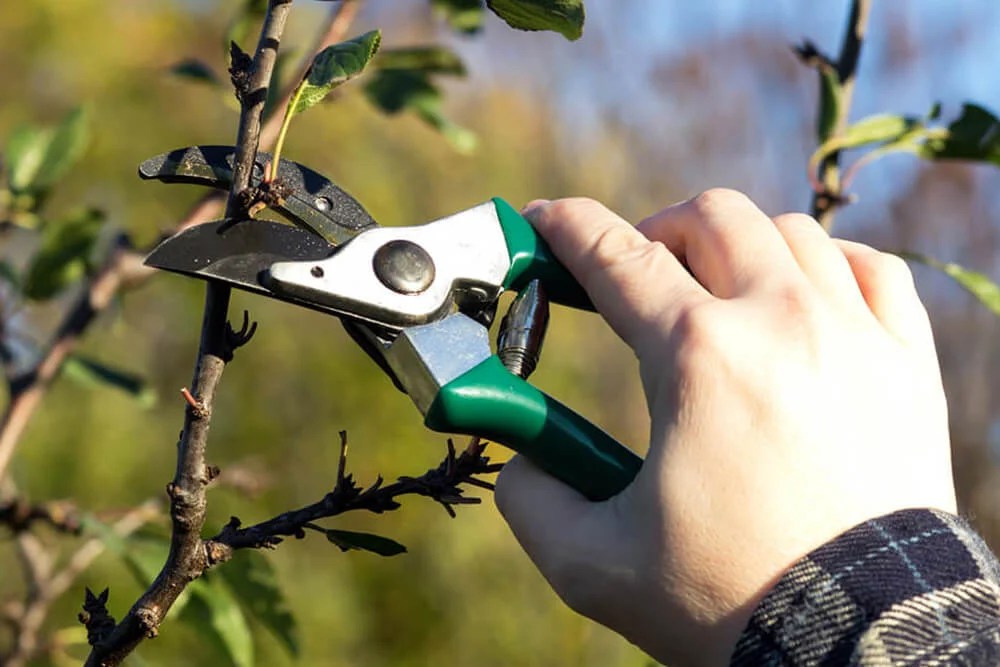 Buyer's Guide Best Pruners For Arthritic Hands [Update 2020]