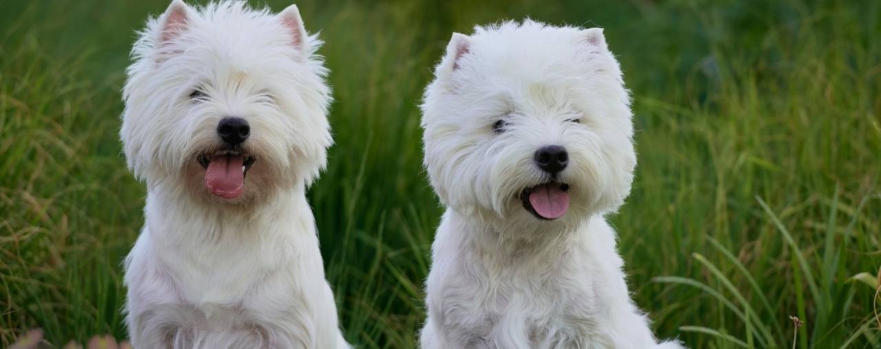 Are Westies Friendly Dogs
