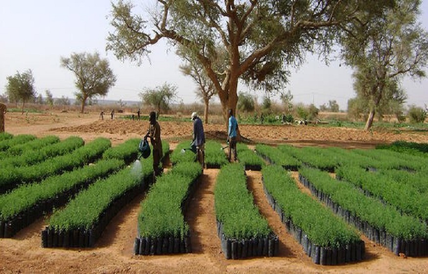 Tree Spacing for Homeowners A Beginners Guide