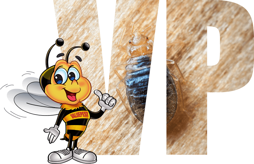 Bed Bug Control Expert Bed Bug Removal Services ValuePest
