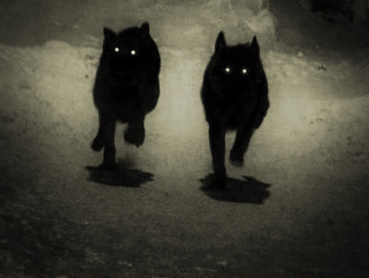 Black dog ghostly dogs with glowing eyes feature in European folklore