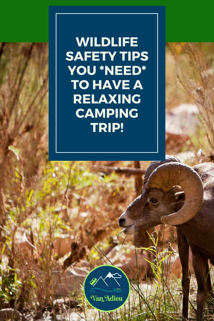 Ultimate Wildlife Safety Tips You Should Know Van Adieu