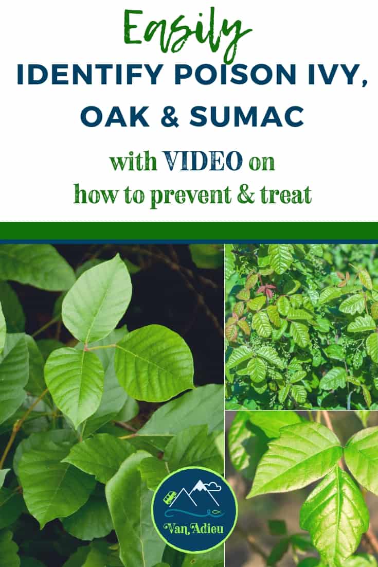 Identify Poison Ivy, Oak and Sumac AND HOW TO PREVENT A RASH! [Video] Van Adieu
