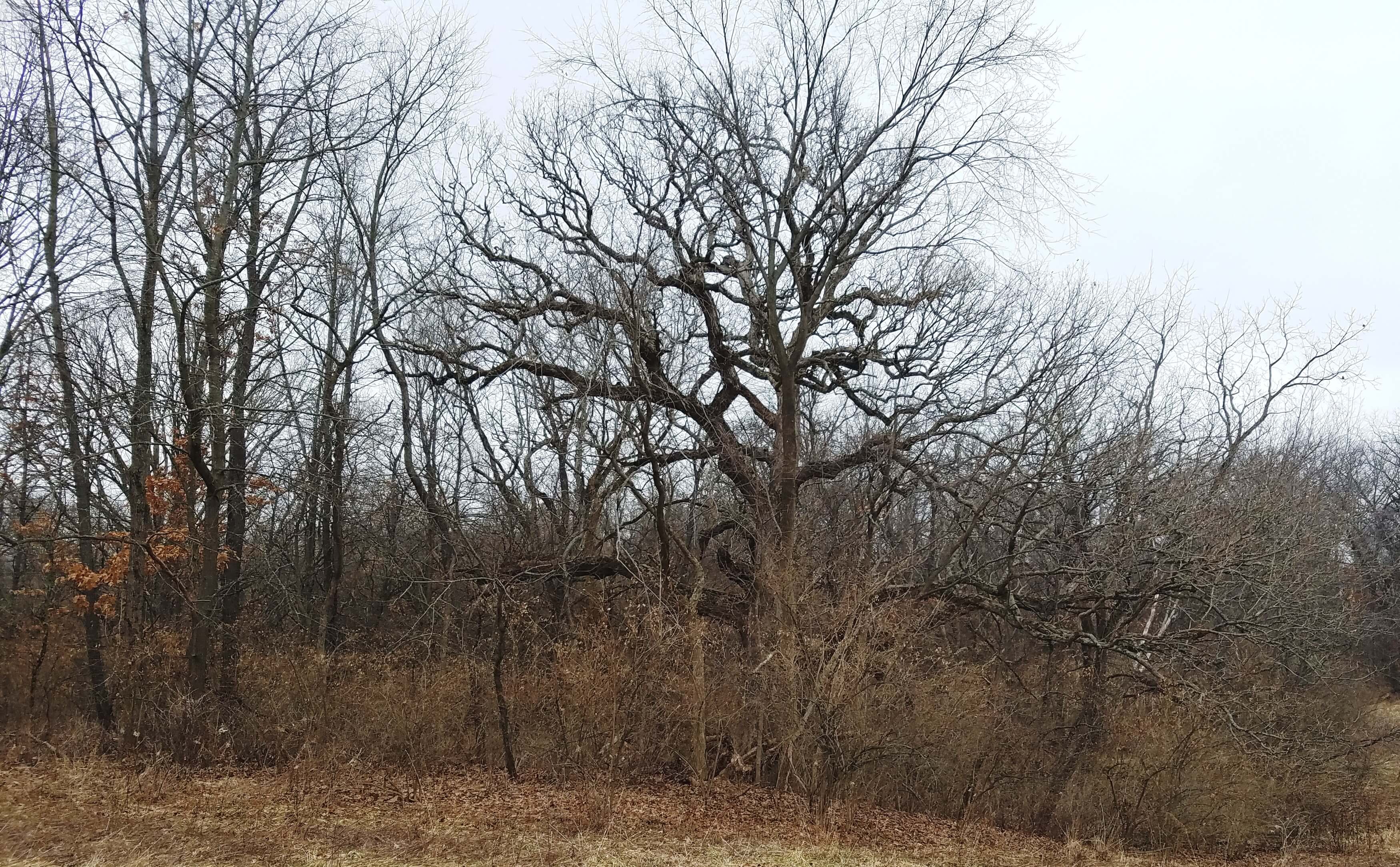 Land Auction 40.0 Acres 1 Tract Knox County, IL Van Adkisson