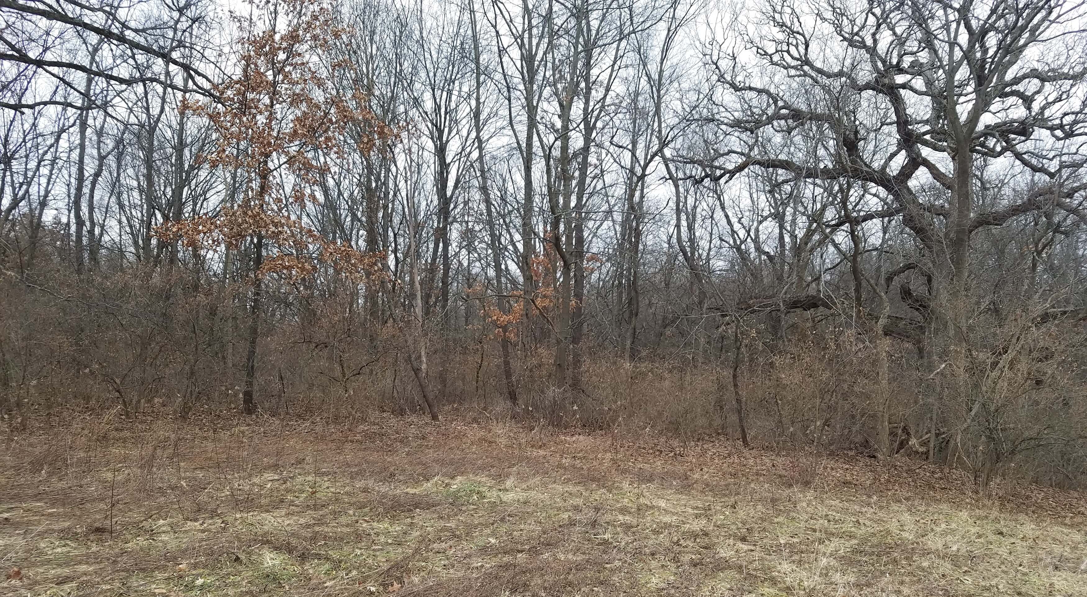 Land Auction 40.0 Acres 1 Tract Knox County, IL Van Adkisson