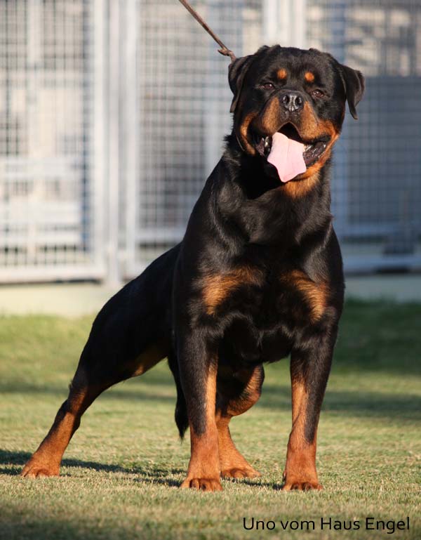 About Us Vanaheim Rottweilers
