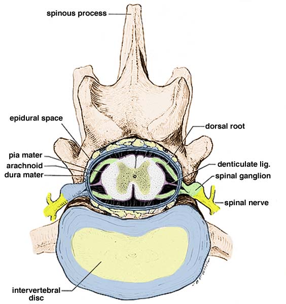 Spinal Cord Within Vertebral Canal
