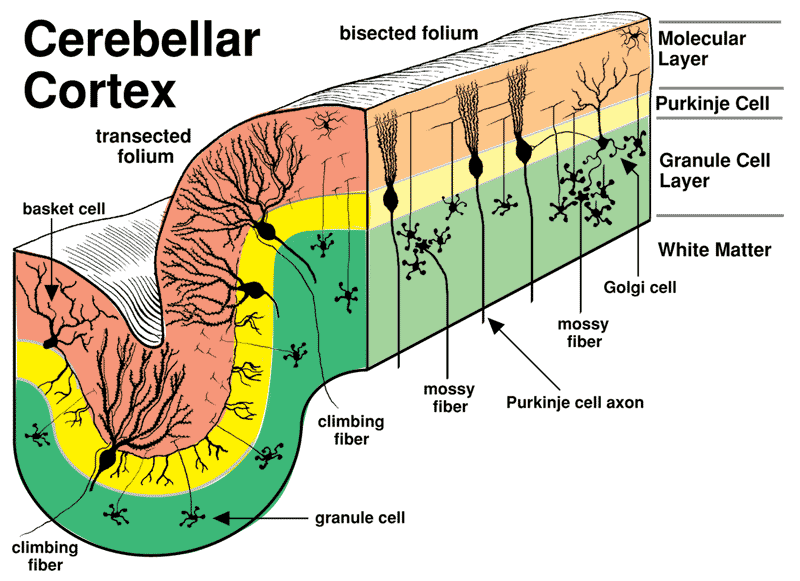 Cerebellar Cortex Cells