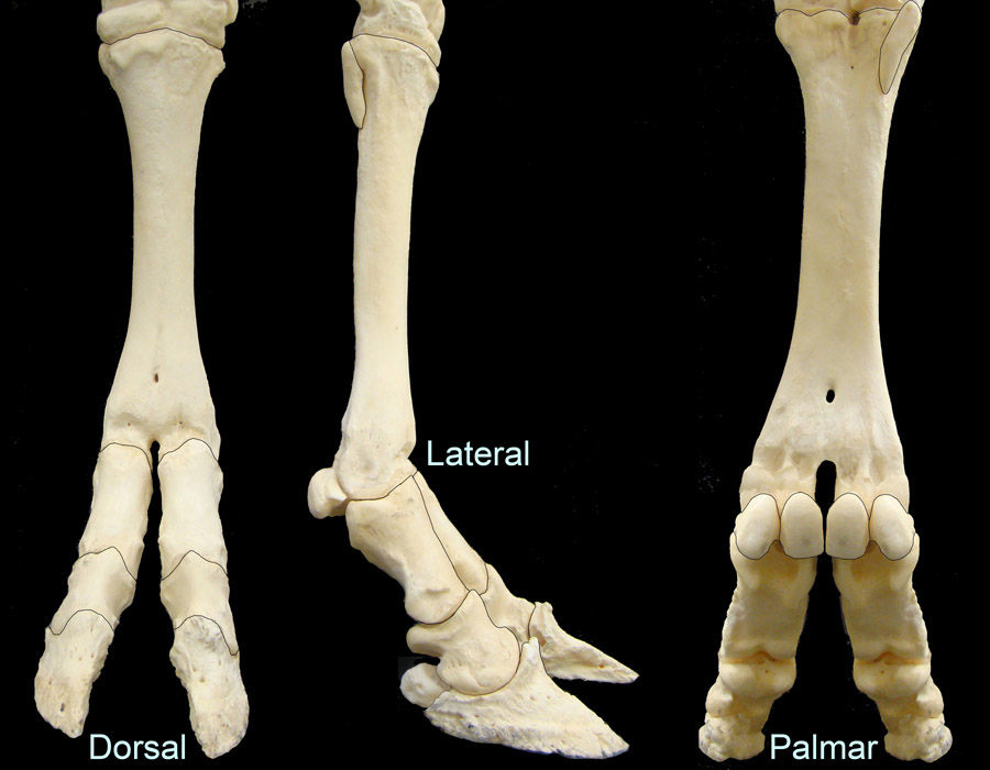 Proximal Phalanx Bone Cow