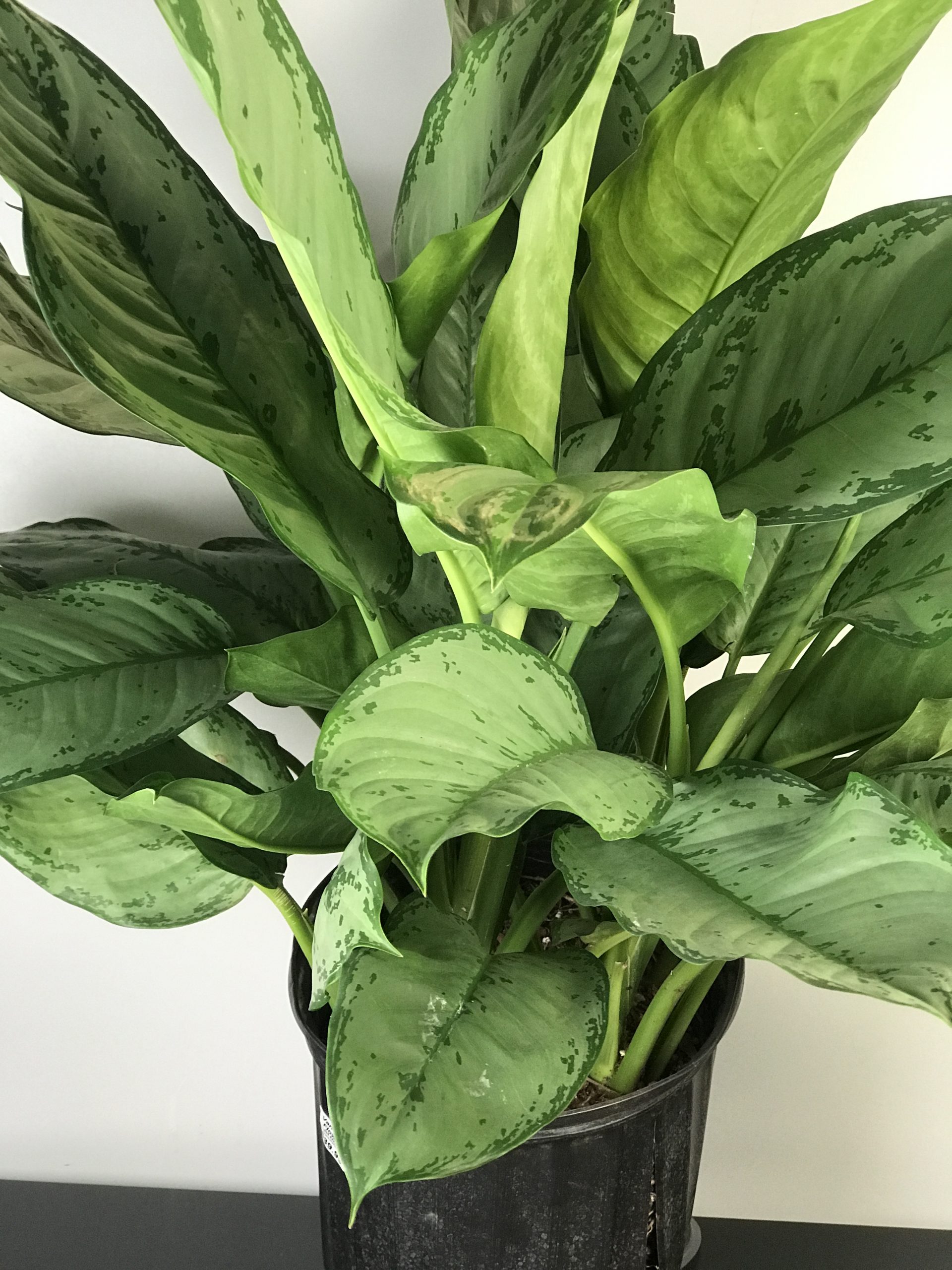 10" Aglaonema BJ Freeman Van Belle Flowers