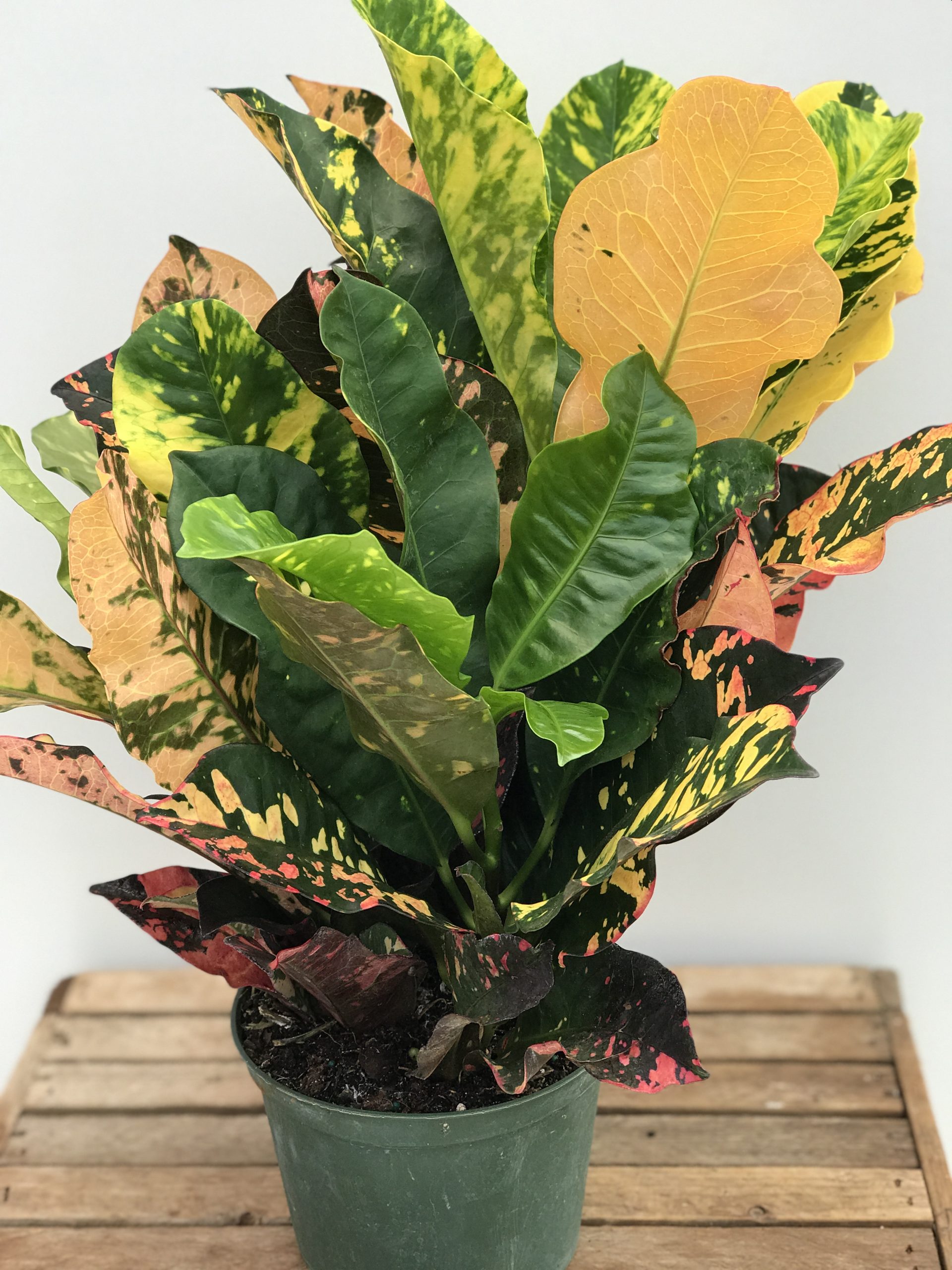 6" Croton Magnificent Van Belle Flowers