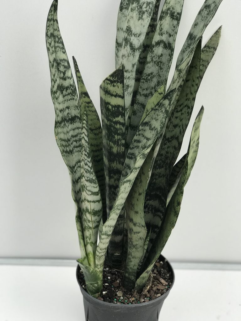 6" Sansevieria Snake Plant Green Van Belle Flowers