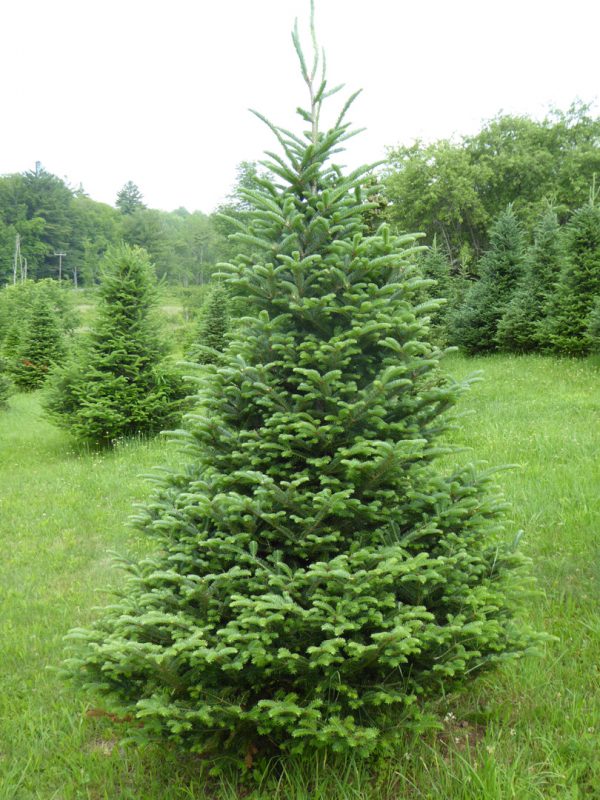 White Spruce Van Buren Conservation District