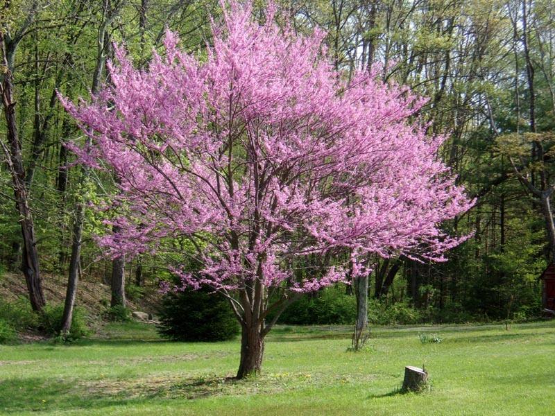 Eastern Redbud Van Buren Conservation District
