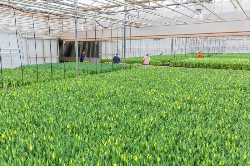 Retail Availability Vanco Farms Ltd.