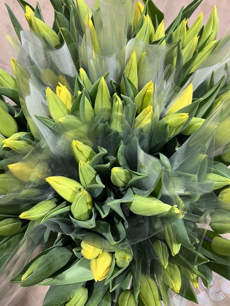 Cut Tulip Varieties Vanco Farms Ltd.